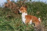 BASENJI 071